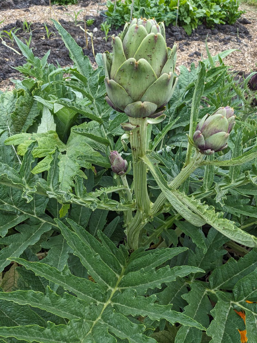 Globes on the artichokes!! 🎉🥳 These were moved earlier this year so am surprised a. They even survived b. they're providing a harvest! #gardening #gardeningtwitter #globeartichokes