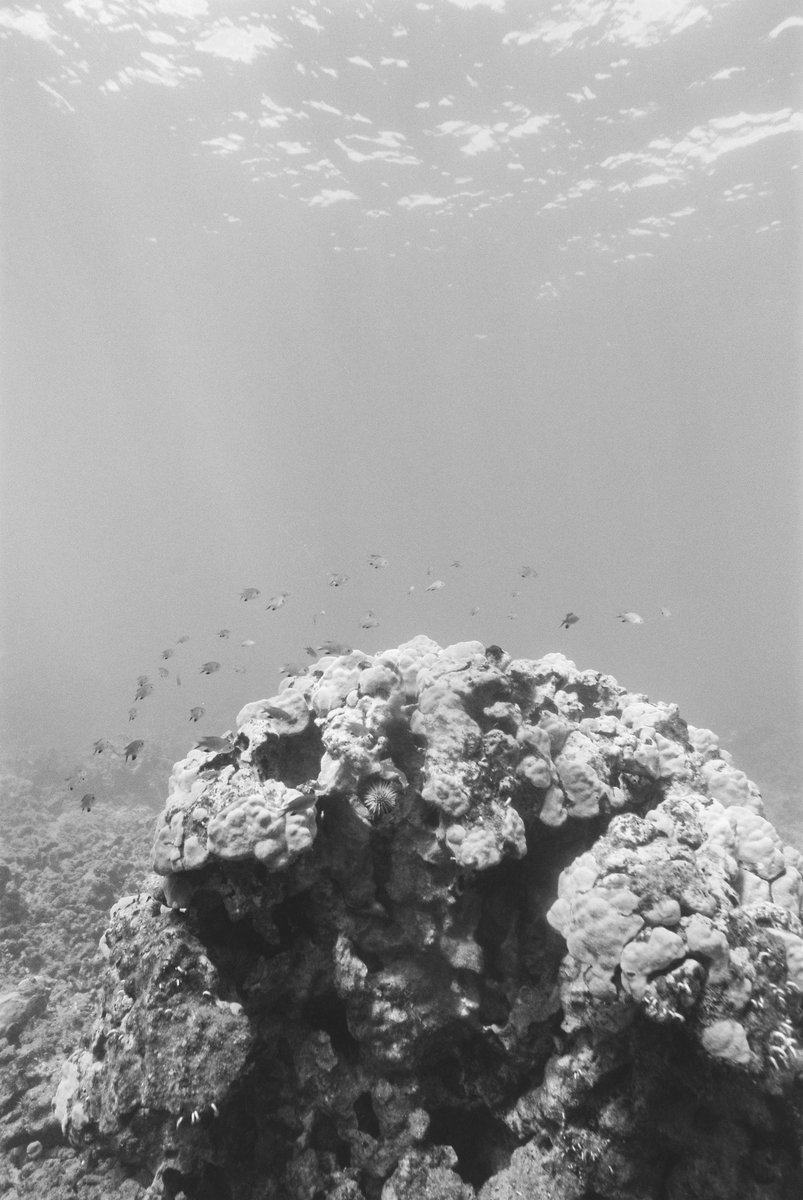 Katharine Kollman tweet media