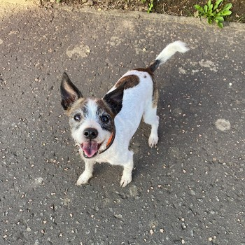 millypod1's tweet photo. #BringBenjiHome #STILLMISSING
#STOLEN? #FindBenji
.MISSING 1 YEAR TODAY.๐ข
๐23 JUNE 2022 #Lost BENJI #ScanMe
Brown & White Jack Russell Terrier Cross Male
John Muir Country Park #Dunbar area #EastLothian #Scotland #EH42
https://t.co/RYvuZNjgNz https://t.co/wVWMcVMBMX