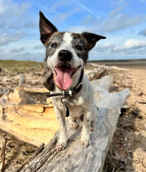 #BringBenjiHome #STILLMISSING 
#STOLEN? #FindBenji 
.MISSING 1 YEAR TODAY.😢
🆘23 JUNE 2022 #Lost BENJI #ScanMe   
Brown &amp; White Jack Russell Terrier Cross Male  
John Muir Country Park #Dunbar area #EastLothian #Scotland #EH42 
doglost.co.uk/dog-blog.php?d…