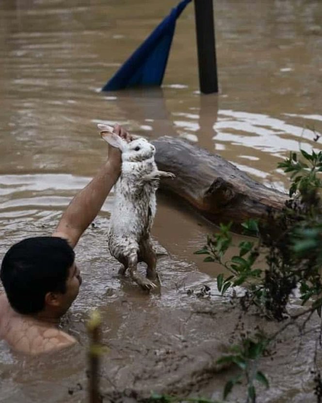Pabl0Manzanares's tweet photo. #Pudahuel Héroes anónimo,  Rescate de conejito por aumento de caudar del río Mapocho en el sector de noviciado altura ruta 68 en puente mapocho..   🐰🙌🚀 https://t.co/yLaaz9u631