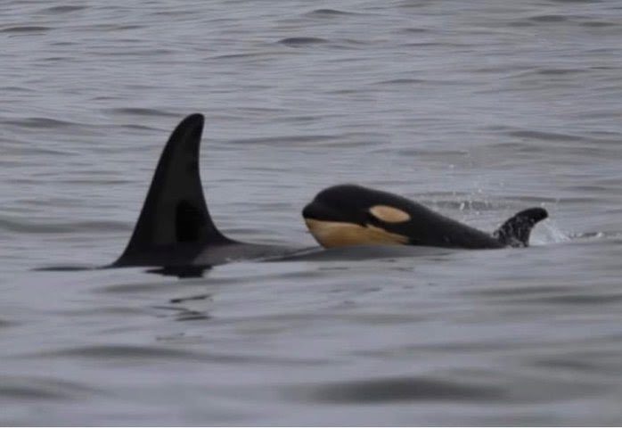 New calf traveling with the L77s! 

Observed off of Tofino on June 19th. The last calf born to LPod was L125 in 2021. CWR researchers will need to conduct on-the-water encounters with this group to determine who the calf’s mother is, assess its health, and assign the ID.