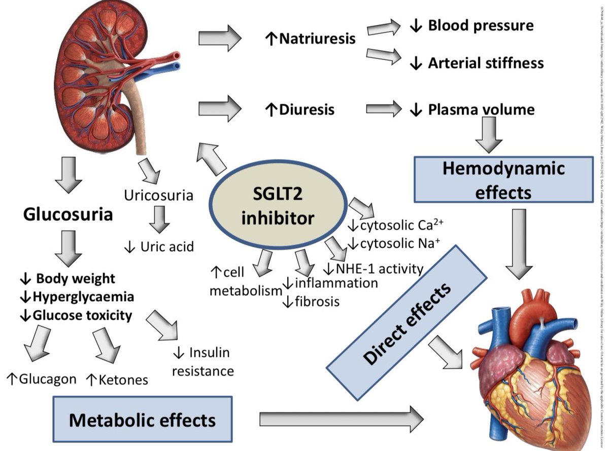 SGLT2i for Chronic Heart Failure: The Ultimate Solution?

onlinelibrary.wiley.com/doi/abs/10.100…

#HeartFailure #SGLT2i #CardioEd @ESC_Journals @HFA_President