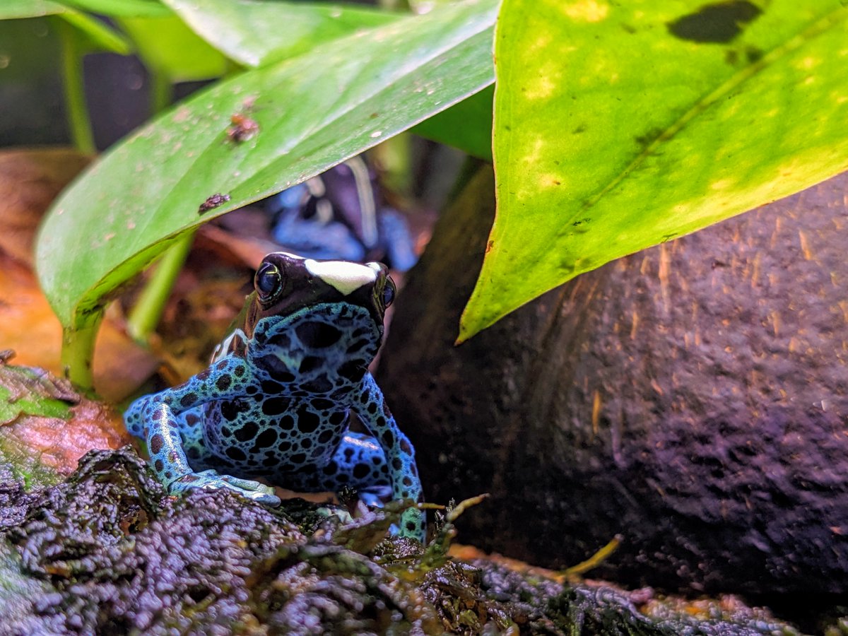 Sarah Westrick (@sewestrick) on Twitter photo New preprint from <a href="/ekfischerlab/">fischer lab</a>! We looked at both cortisol and corticosterone in 5 species of poison frogs and found something unexpected... New preprint from <a href="/ekfischerlab/">fischer lab</a>! We looked at both cortisol and corticosterone in 5 species of poison frogs and found something unexpected...