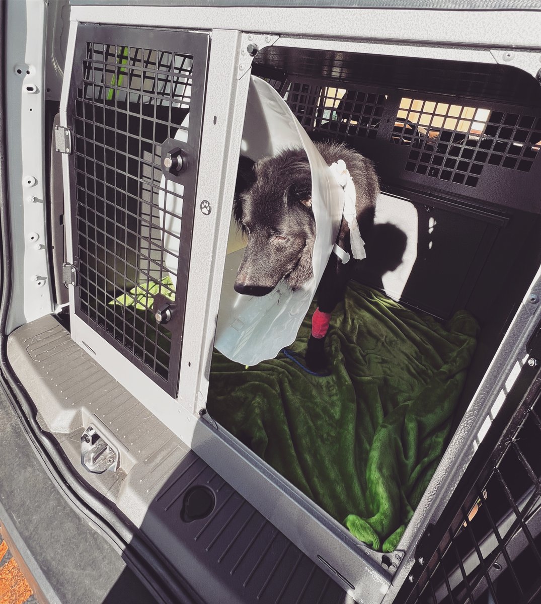 Thank you Ranger for allowing us to transport you safely from one destination to another! #pettransport