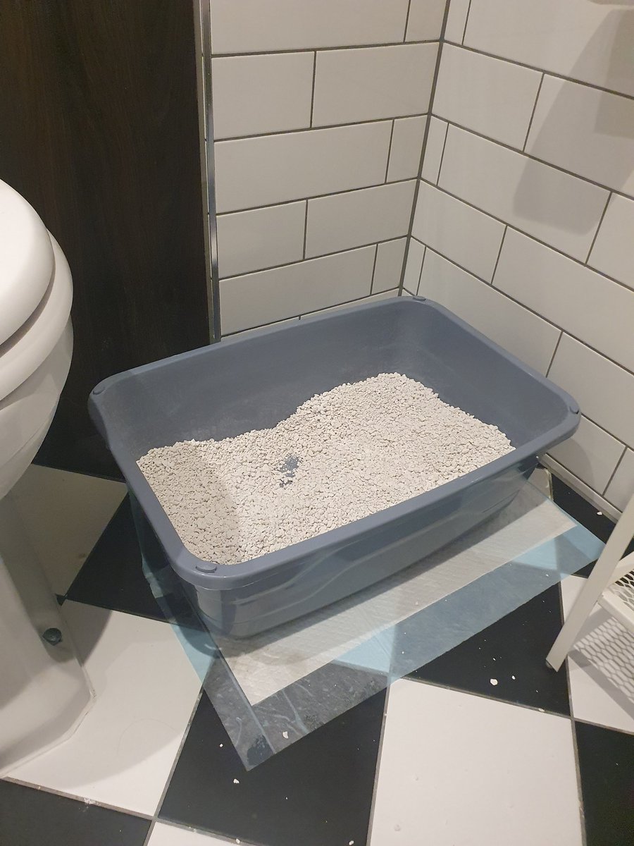 gingerthecat🇺🇦🇬🇧 tweet media