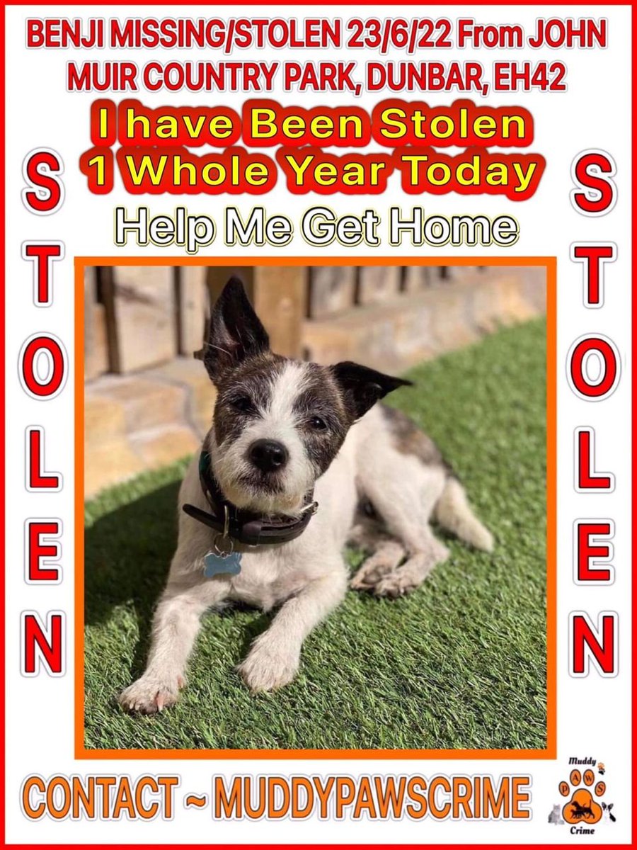 gelert01's tweet photo. #FindBenji stolen 23/06/2022 John Muir Country Park #Dunbar #East_Lothian #EH42 have you seen him? was wearing bright orange leather collar ID tag #chipped #neutered distinctive markings & missing 4 front teeth @CarolPoyerPeett @carolvorders @MissingPetsGB @SAMPAuk_ @ https://t.co/BNkdWSp5on