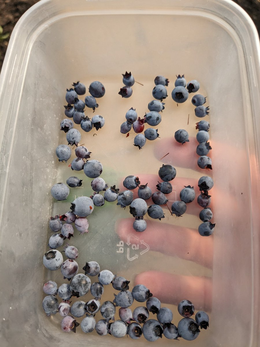 First harvest of #blueberries!! 🥳🎉 these are grown in pots in the #polytunnel #gardening #gardeningtwitter