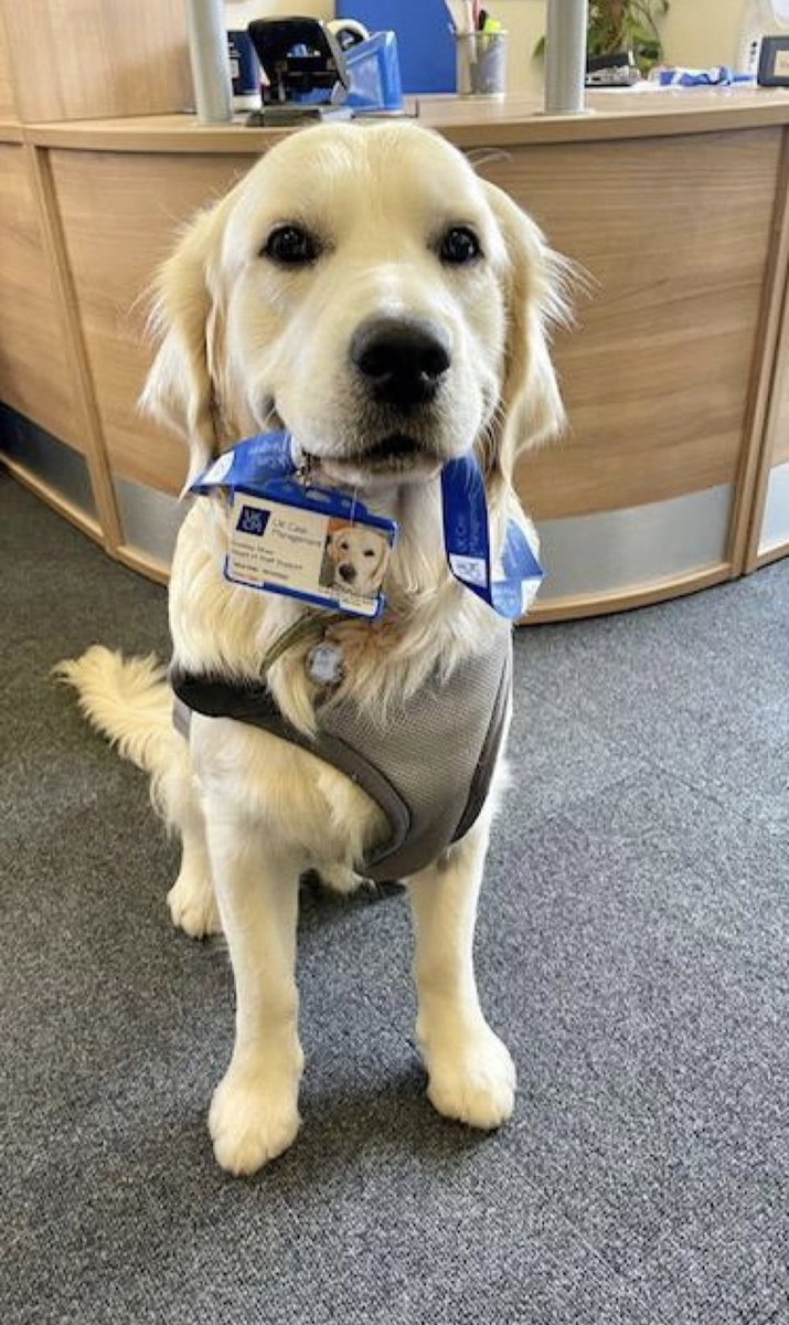 Here’s Jess’ boy Dudley taking on his new role of Head of Support seriously! Always on hand for hugs, tummy tickles and to play ball 🐶

Have a great weekend everyone 👍🏻😎

#dogsoftwitter #dog #FridayFeeling #dogs