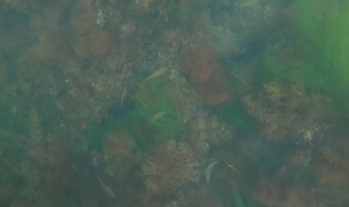 Turf's a plenty/sparse kelp attached to turf! Transects, quadrats & good data collection at FW! Nice work Werth Fellow Sara Gerckens @saragercks & Kerry Bresnahan (@NU_ThreeSeas) also collecting data on corals in turf dominated habitats! @SCSU @Werth_Center #PhycologyFriday