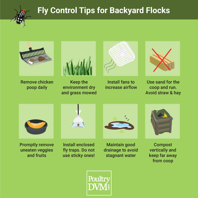 PoultryDVM's tweet image. Fly control tips for #backyardflocks