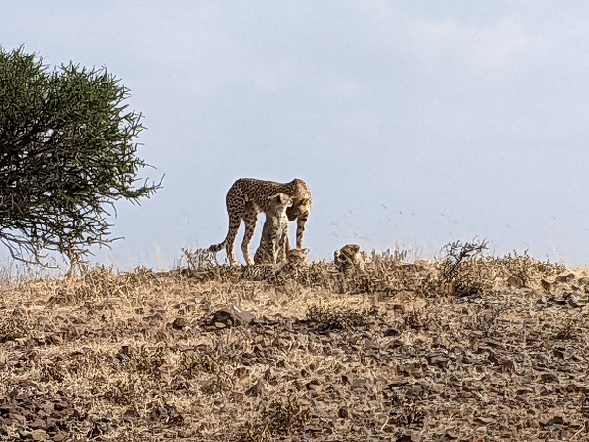 A cheetah and her cubs on a typical day. Just one of many sights from three days in Mashatu with the fam. 🇧🇼