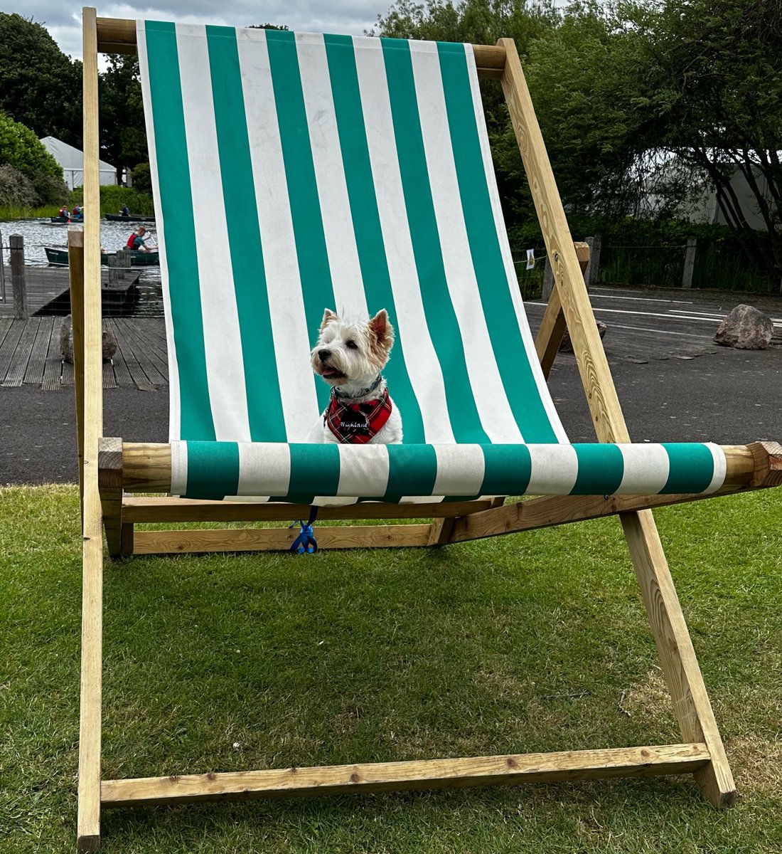 #Westie at the #RoyalHighlandShow taking her ease.