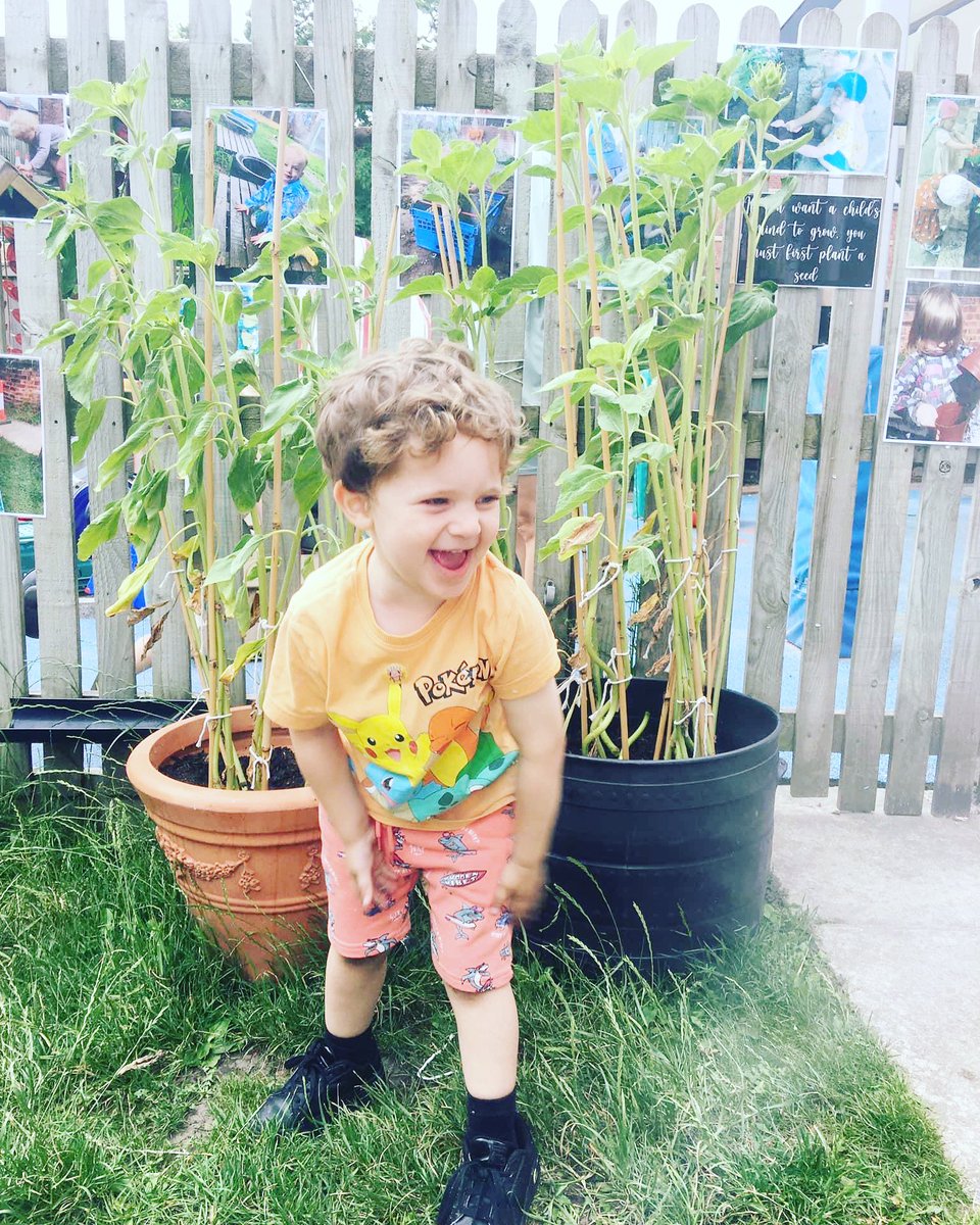 Photo of the day 📸
Check out how big our sunflowers are getting 🌻
.
.
.
#photooftheday #sunflowers #hyggeintheearlyyears #hygge #eyfs #earlyyears #leedsnursery #wakefieldnursery #childcareadventures #nursery #daycareprovider #nurserylife #exploring #earlyyearsnursery #childhood