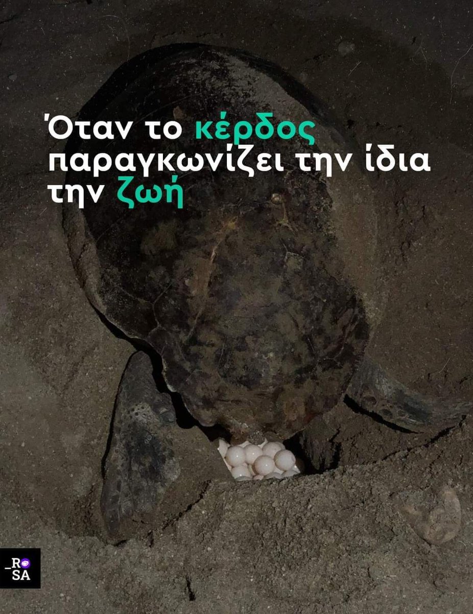 ferminadas85's tweet photo. Μια θαλάσσια χελώνα σε μια οργανωμένη παραλία της Κρήτης έψαχνε απεγνωσμένα ένα ασφαλές σημείο για να γεννήσει. Ανάμεσα σε δεκάδες ομπρέλες και ξαπλώστρες αναζητούσε λίγο ελεύθερο χώρο για τα αυγά της. https://t.co/ZGteA0ovdW