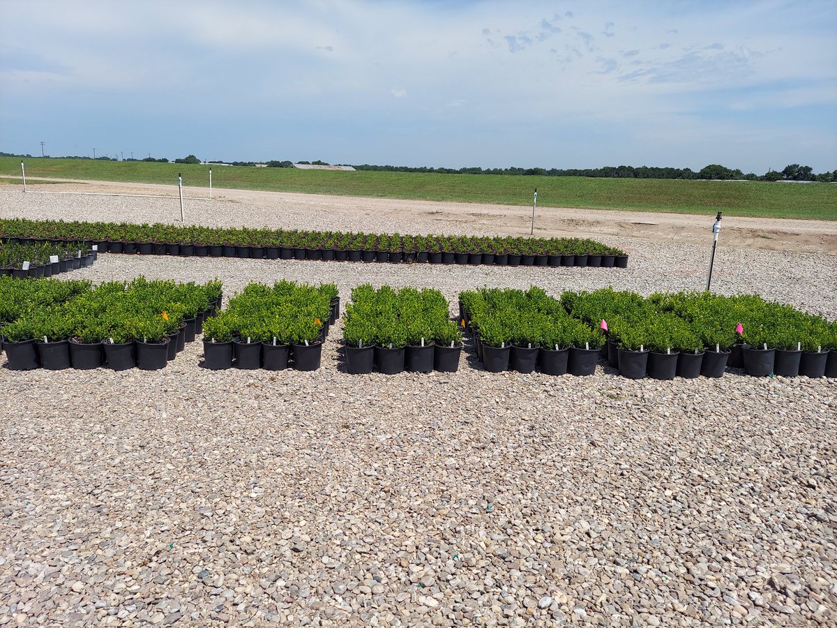 pndski89's tweet photo. Boxwood/biostimulants trial at Everde Growers in Glen Flora TX. #txextension #greenindustry https://t.co/AmYttRf26I