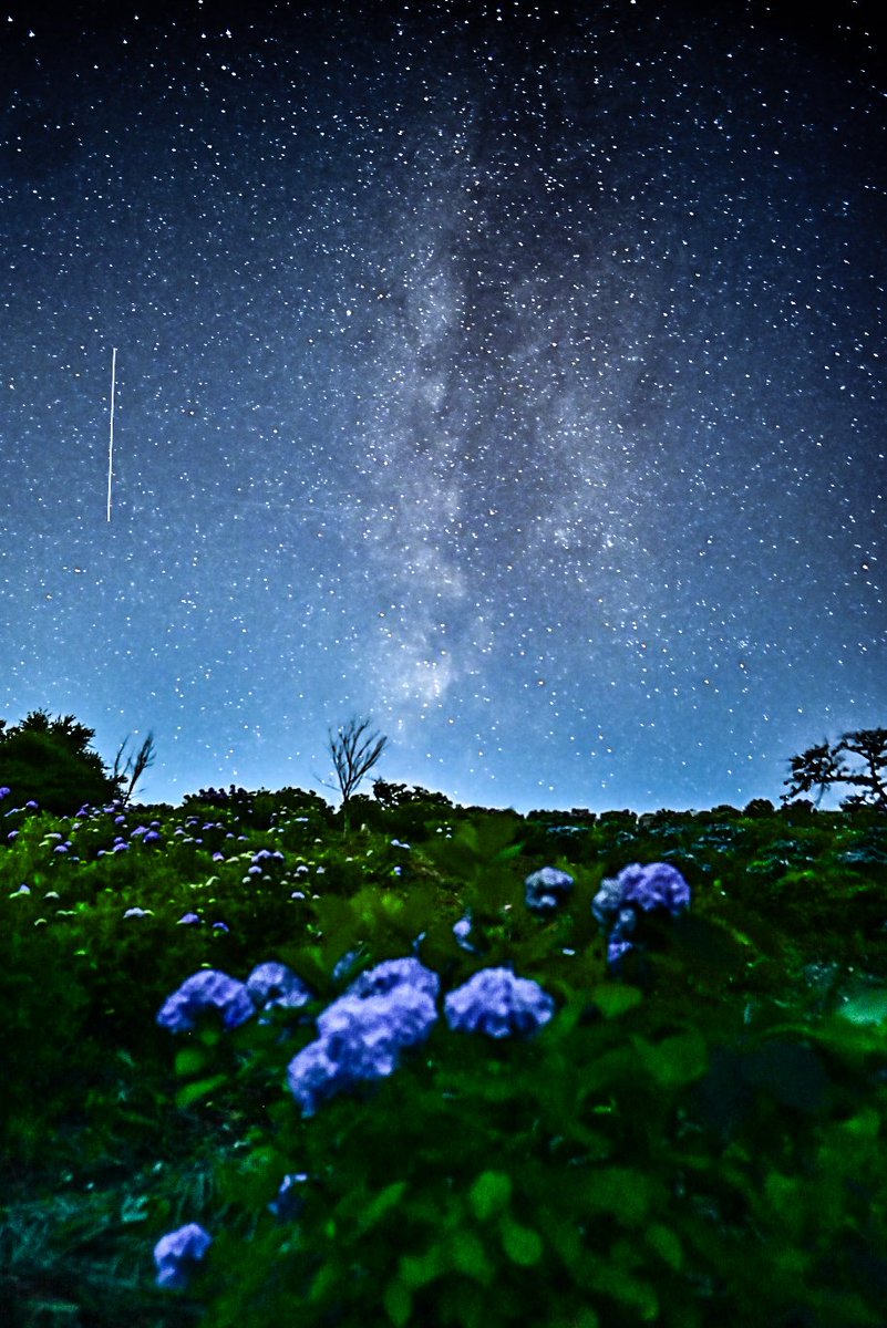 おはようございます(*´▽｀)ﾉﾉ🌌

今年も天空の紫陽花が咲きました

天の川も紫陽花に流れ･･･

#ファインダーの越しの私の世界 
#キリトリセカイ 
#写真で伝える私の世界 
#私とニコンで見た世界 
#photography 
#photo 
#秩父郡皆野町
#美の山
#紫陽花