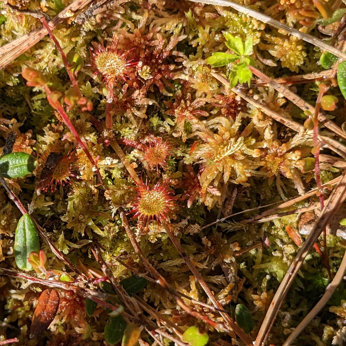 rhavenwiley's tweet photo. We couldn't find Linnaeus borealis on the two hikes we had time for on Linnaeus's trails used for teaching (Linnestig), but we did find Round-leaved Sundew and Herb Paris .... https://t.co/sKNoUQBrN1