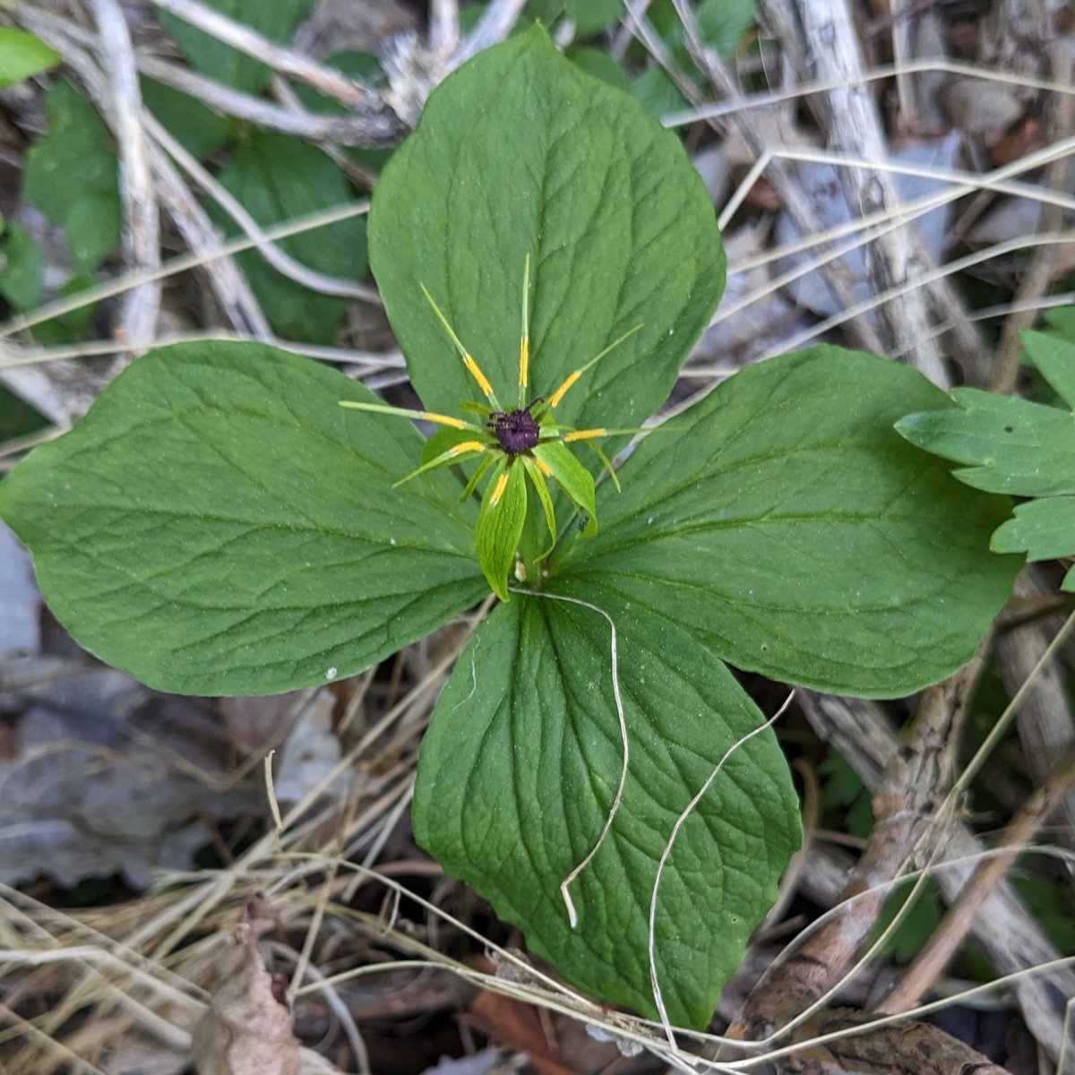 rhavenwiley's tweet photo. We couldn't find Linnaeus borealis on the two hikes we had time for on Linnaeus's trails used for teaching (Linnestig), but we did find Round-leaved Sundew and Herb Paris .... https://t.co/sKNoUQBrN1