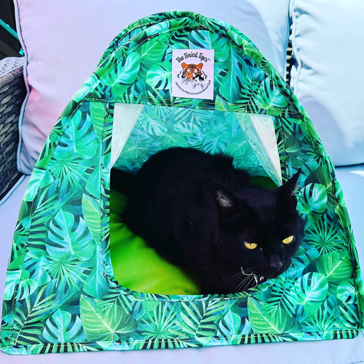 Smokey is excited to sample The Tiniest Tiger #cattent (riteaid.com/shop/catalog/p…). “Satisfy the Big Cat in your House Cat.” This works great for travel so your cat always has her own special hide-out. #cats #catlover #catbed #catlife #catgifts #catgift #catparents #amreviewing 😻