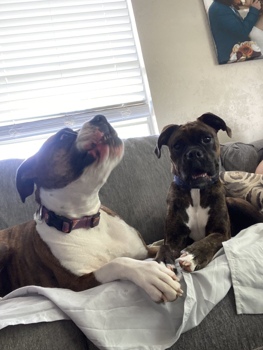 SirReemer's tweet photo. @hitchariide Can’t go wrong with a boxer! https://t.co/EhXMvEdZJm