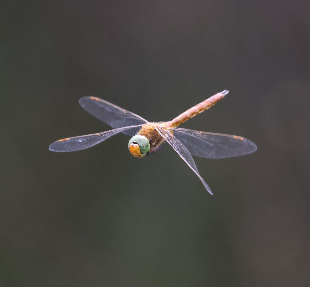 6NAM8's tweet photo. Nice to see plenty of Norfolk hawkers spreading westward to London😊 Seen at @WWTLondon  @BDSdragonflies https://t.co/Ank8d3ZnZd