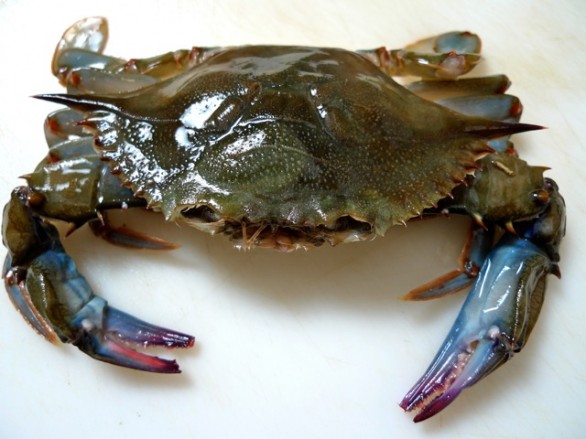 North3rd's tweet photo. They're back!!!! Limited amount of #SoftShellCrabs on the menu tonight! Get in here early because they won't last! Here's what else we have cooking for you. See you tonight! #phillyfood #foodie #realfood #CraftBeer https://t.co/8vBaIxJXU6