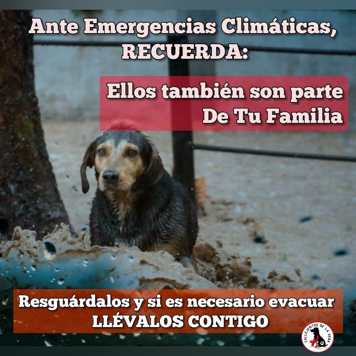 CallejeritosDeLaVega tweet media