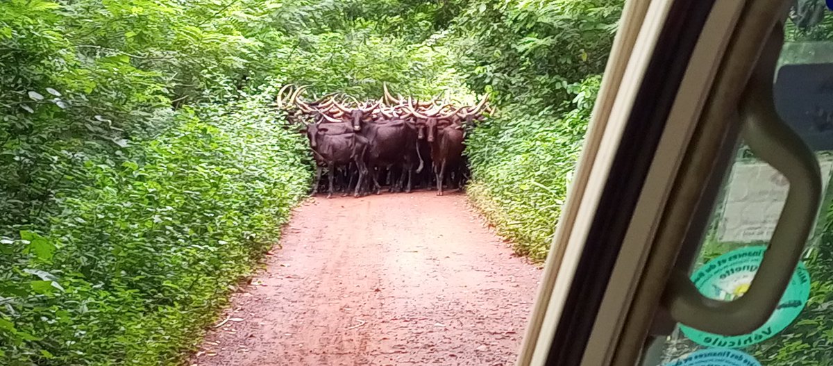 NdotigaF's tweet photo. #JeSoutiensAnticor Le terrain, pas de route mais nous traversant de village en village, de forêt en forêt, de Sigborolo à 25 km, Lanomé 35 km et Zimé à 75 km de Bangassou.  Nous restons debout.  @ayanguendji @vianney_ingasso @NgonzoFidele @OxfamRCA https://t.co/05f5yfYtMx