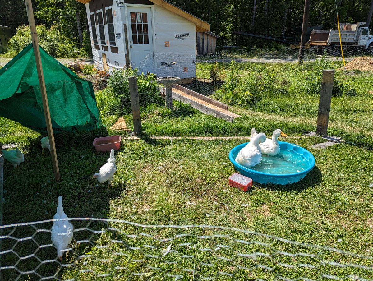 SpiralingHelix's tweet photo. The flock enjoying some outdoor time in the hot sun

#chickens #ducks #flock #homestead https://t.co/qbv9le7zwP