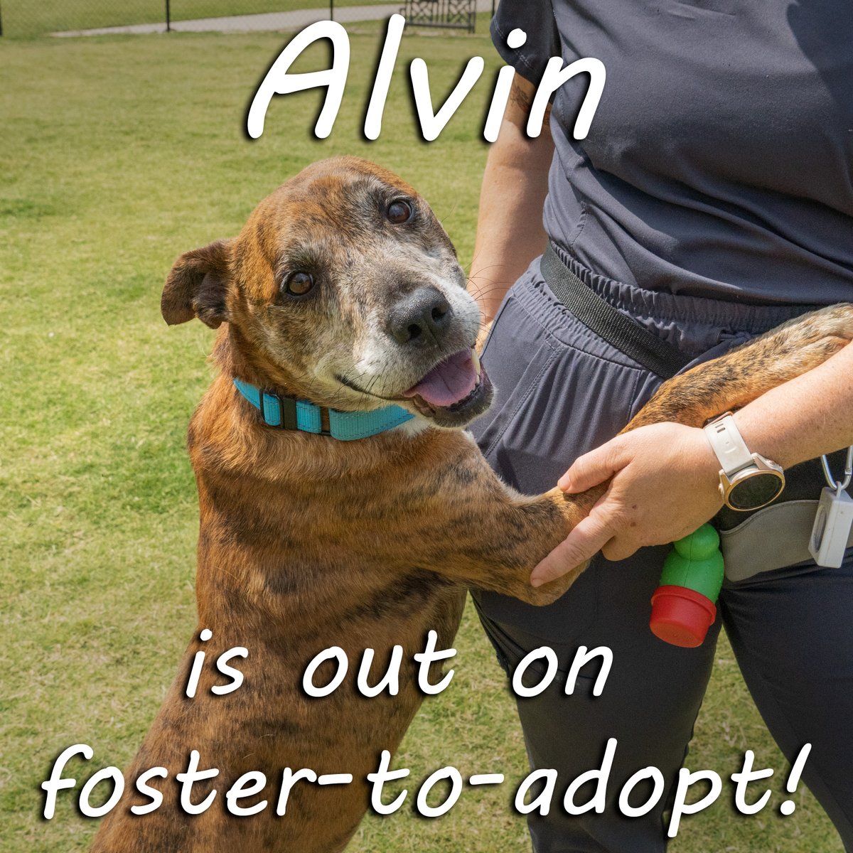 An update for everyone keeping up with Alvin, he got out today on foster-to-adopt! Thank you to the kind person who rescued this good boy!

#AndersonCountyPAWS #animalshelter #southcarolina #dog #adopt #foster #donate  #volunteer #shelterpets #shelterdog #cutedog #adoptdontshop