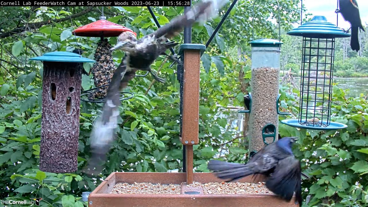 FeederWatch Cam on Twitter: "15:56, 6/23 She had her fill at the suet