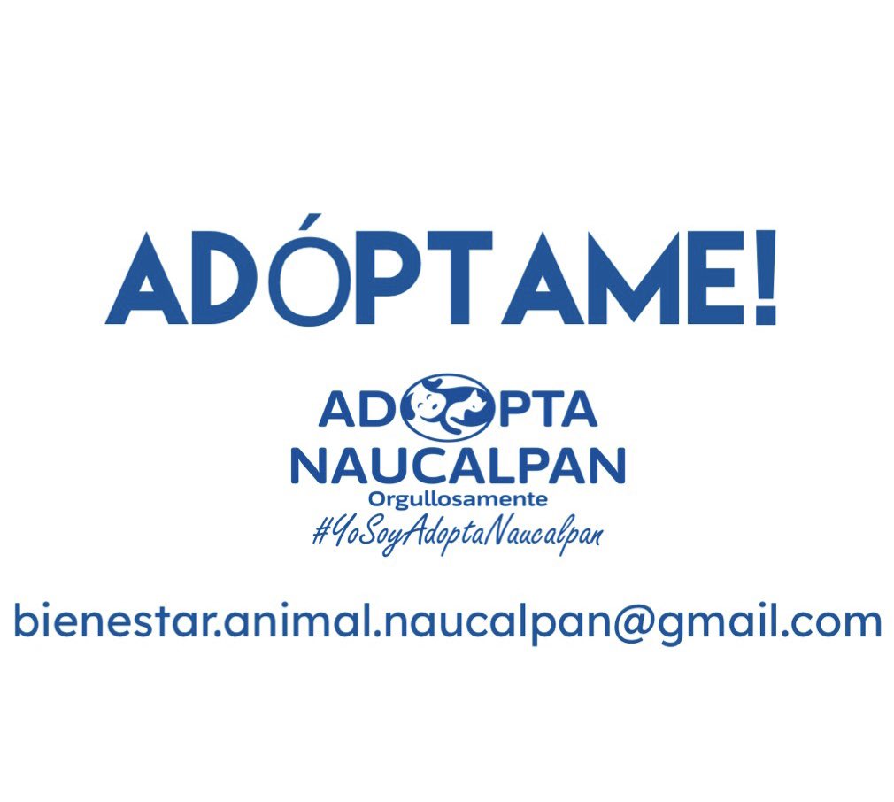 AdoptameNaucal1's tweet photo. RAYO está en espera de ser adoptado por 1 familia que no tenga +mascotas 😞tampoco niños y que no se quede solo, se que es mucho pedir, pero su anterior familia lo maltrato mucho! Es limpió y pasea bien con correa @FansDeMiyagi @AdoptaAtizapan @gabrielguerrac @azelarobinson https://t.co/kf0djGzzIW