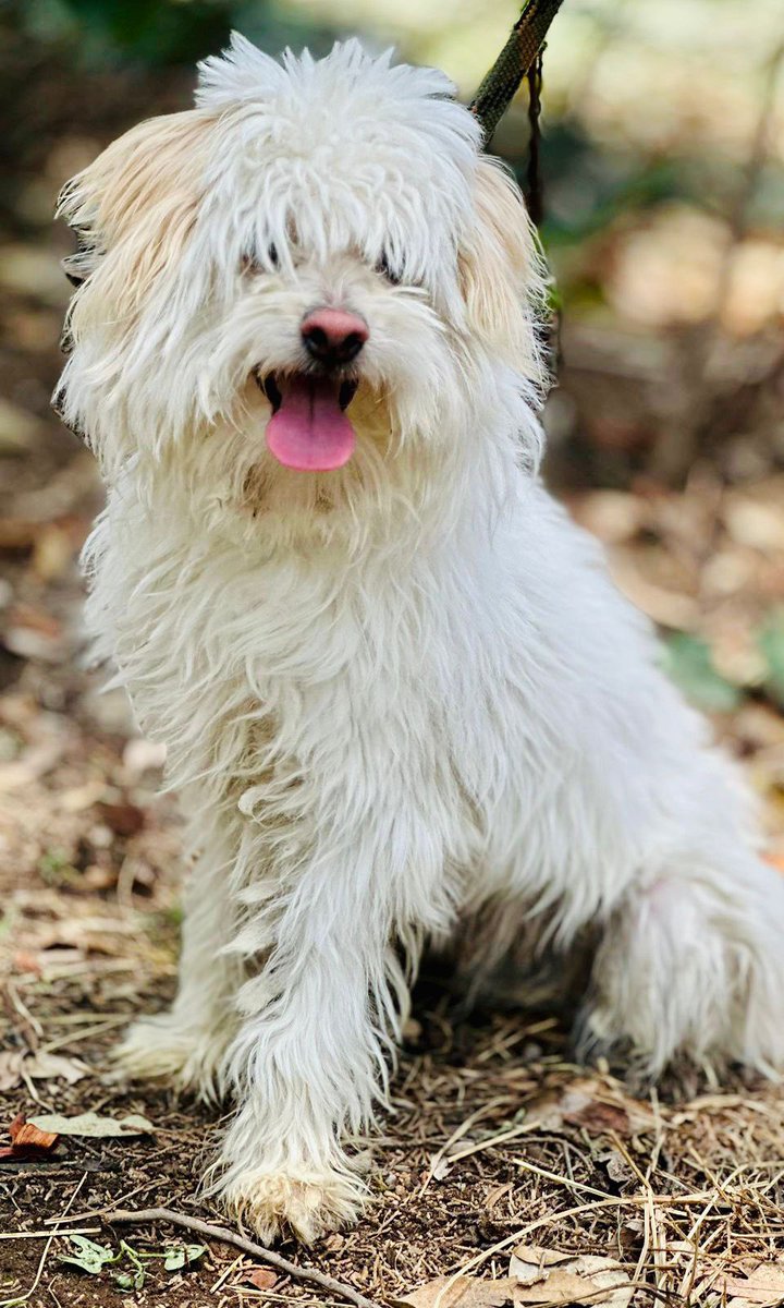 AdoptameNaucal1's tweet photo. RAYO está en espera de ser adoptado por 1 familia que no tenga +mascotas 😞tampoco niños y que no se quede solo, se que es mucho pedir, pero su anterior familia lo maltrato mucho! Es limpió y pasea bien con correa @FansDeMiyagi @AdoptaAtizapan @gabrielguerrac @azelarobinson https://t.co/kf0djGzzIW