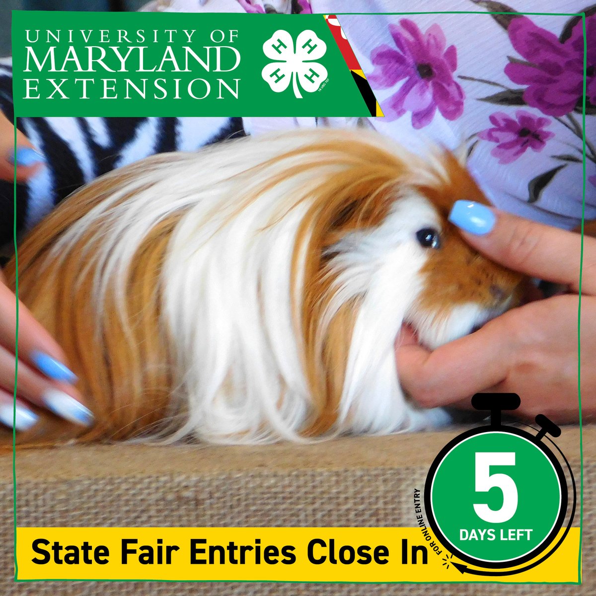 Maryland4H's tweet photo. Hurry, don't be late! There are only 5 days left to put in all your entries for the Maryland State Fair!
Go to https://t.co/ytMxAPkSeQ
#4h #MarylandStateFair #3GreatWeekends #FairsAndShows #Animals #Art #STEM #Skills #Contests #tractors #engines ๐ https://t.co/T3Fwcznaib
