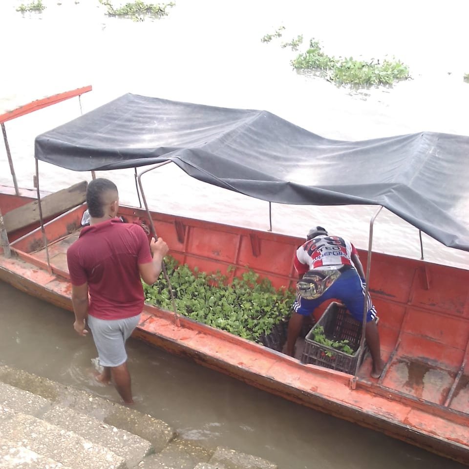 CoolecheraCo's tweet photo. El vivero #Coolechera sigue con el propósito de llegar a toda la Región Caribe por diferentes medios, en esta ocasión con transporte fluvial por el río Magdalena. Son más de 160 mil plántulas entregadas a la fecha a nuestros socios #respira2030 #ViveroCoolechera https://t.co/ZBQI70S11D