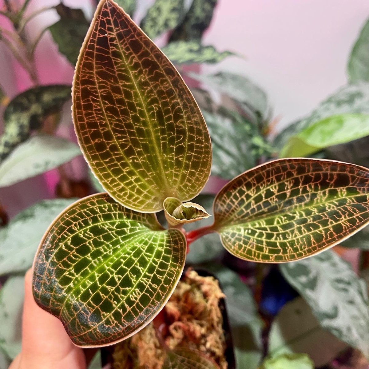 ジュエルオーキッド］ Macodes Lowii www.alberobello.se