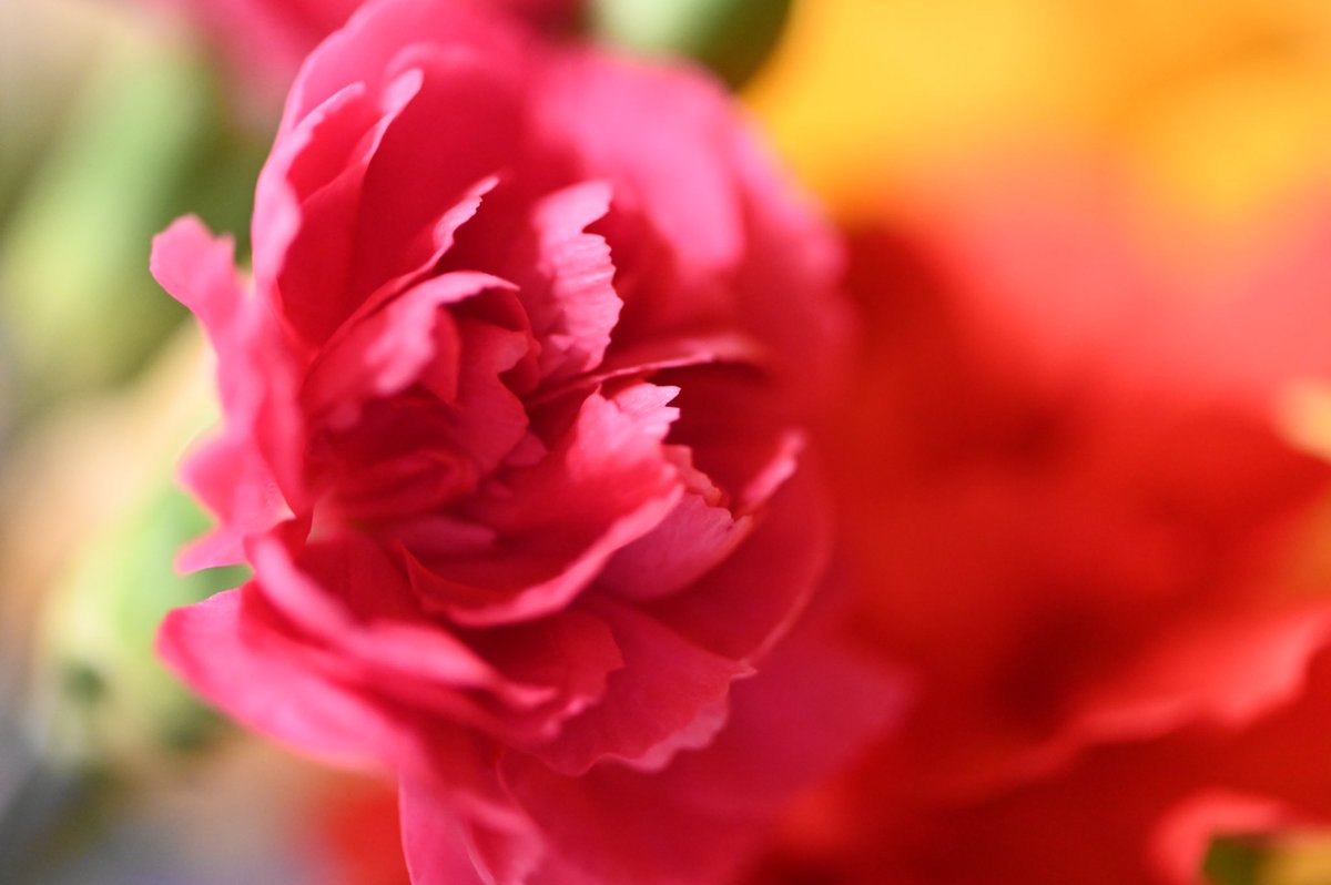 CaroleeJFriday's tweet photo. @Yaacov97531 Happy Flower Friday! https://t.co/LD3HOEutoa
