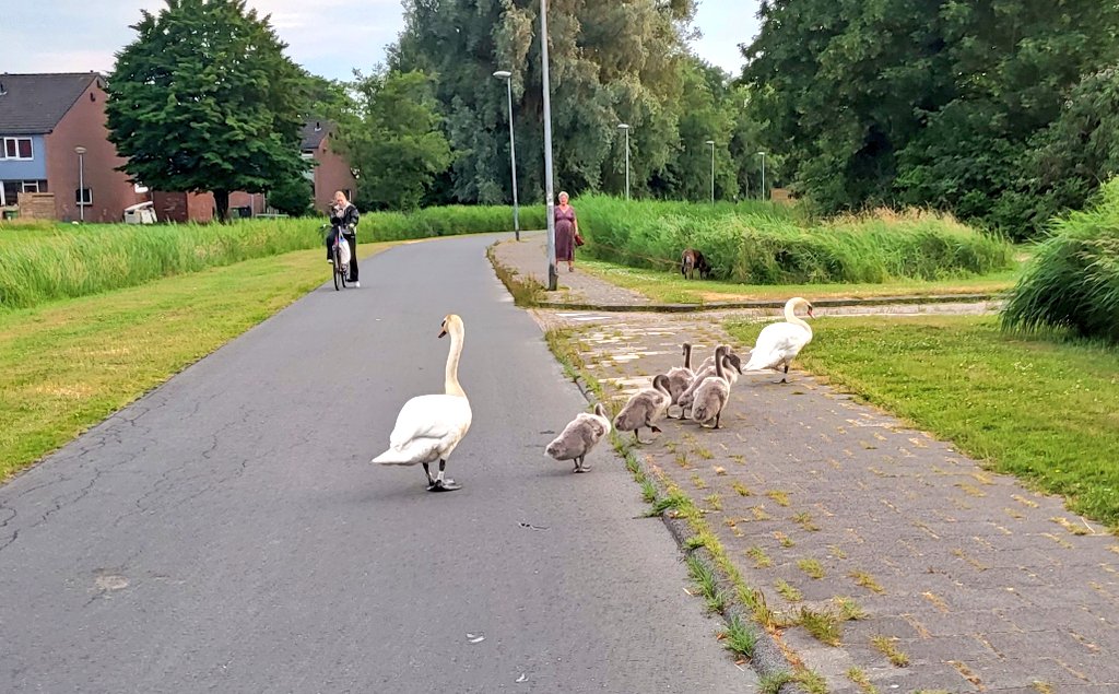 Filevorming op het fietspad vanwege overstekende familie ganzen. Dit is mijn favoriete file.