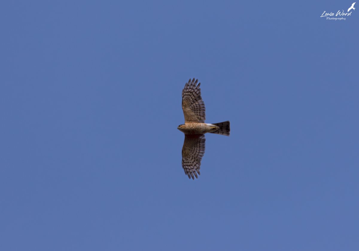 Louise Ward Photography On Twitter Male sparrowhawk Over My House louise-ward-photography-on-twitter-male-sparrowhawk-over-my-house
