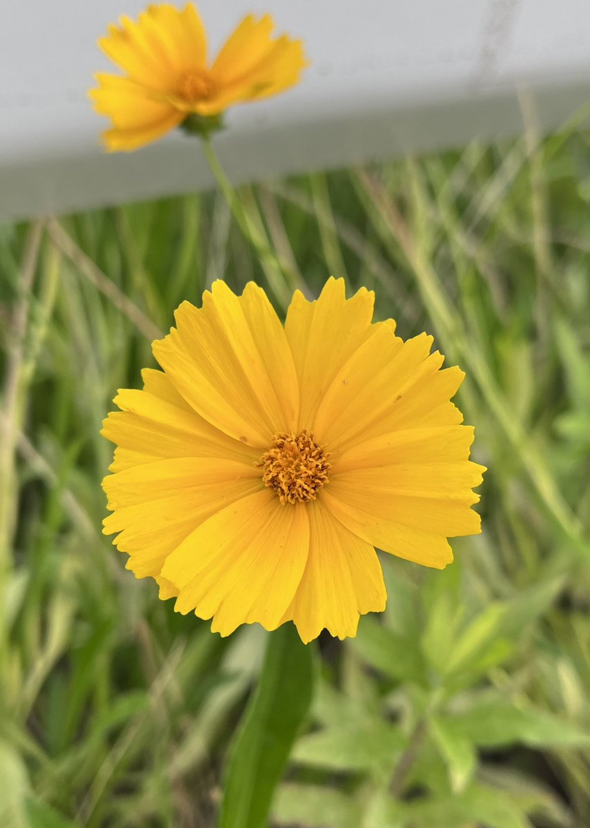 おはようございます〜🌼

近所のお花シリーズ　5️⃣9️⃣

オオキンケイギク（大金鶏菊）

ガードレール下で鮮やかに

花言葉　いつも明るく