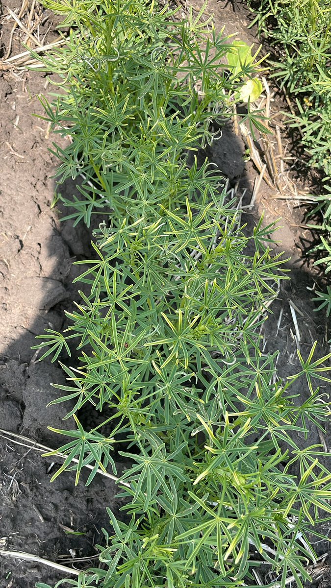 Breanne Tidemann tweet media