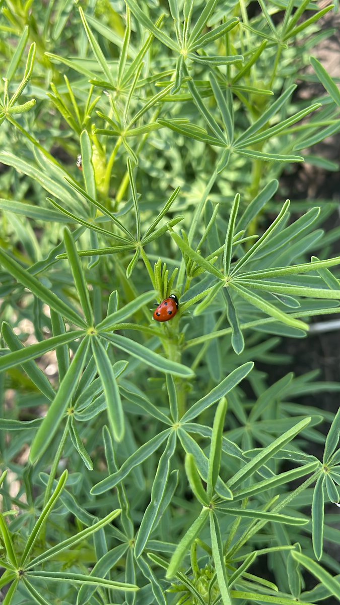 Breanne Tidemann tweet media