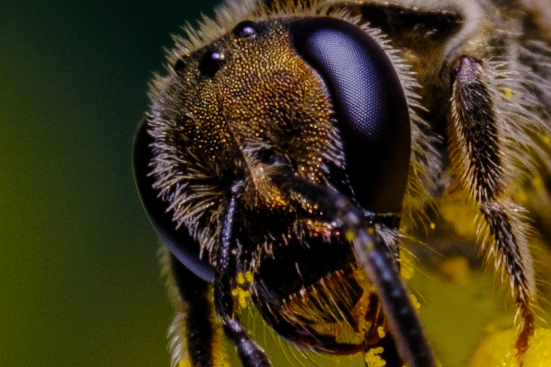 I'd like to invite,

🐝Halictidae #1 to the 🐞 Microverse family 🐛🪲 !

1/1 - 2.5 $XTZ as per usual 💎

🔗⬇️ check it at full resolution! 🔎

#tezosart #macrophotography