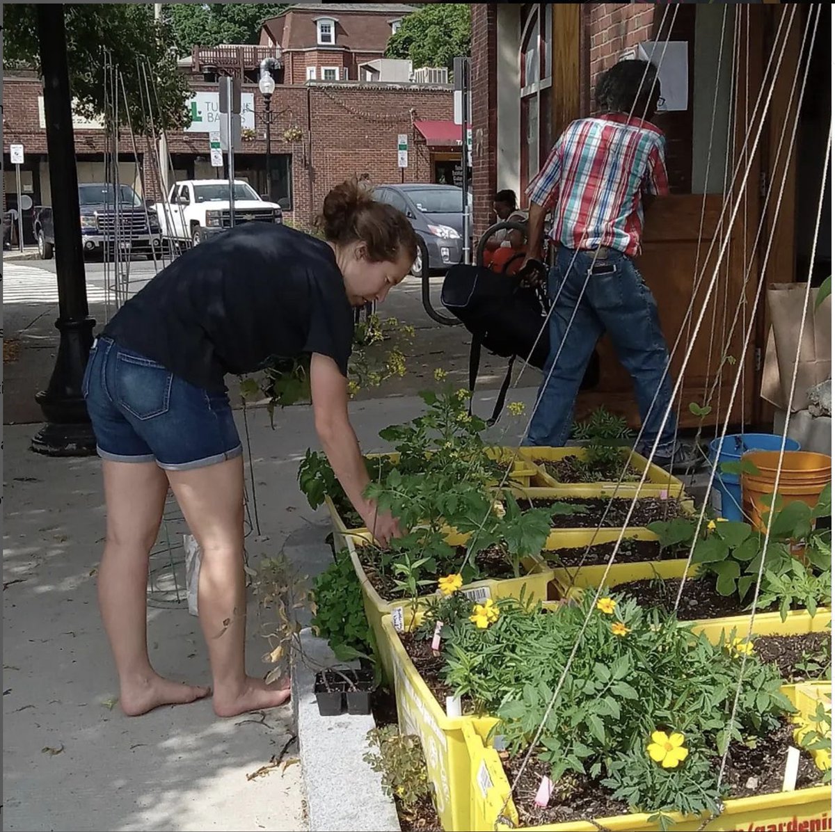 We have flowers! Stop by to see the cukes and beans growing in the Somerville Oasis maintained by <a href="/MutualAidMAMAS/">MutualAidMAMAS</a> 
#LoveUnionSquare