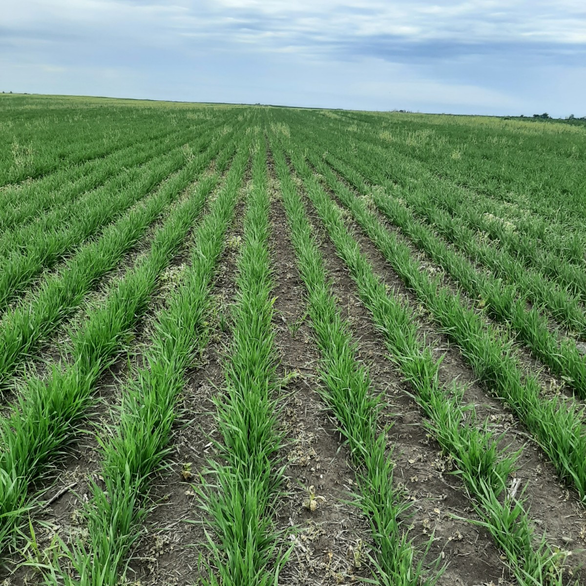 Things are looking good for #Scout23 and #Grow23 in some areas, but surprises might still lurk! We can do tissue, soil and seed testing, helping you know what's going on to make critical agronomic decisions.
#NeverStopGrowing #2020SeedLabs #LetsGrow #CdnAg