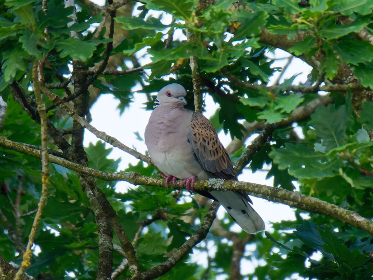 Lovely to spend some time watching and listening to these beautiful but endangered birds up at Sutton Bank. @teesmouthbc @teesbirds1 @YWT_North @NorthYorkshireMoors