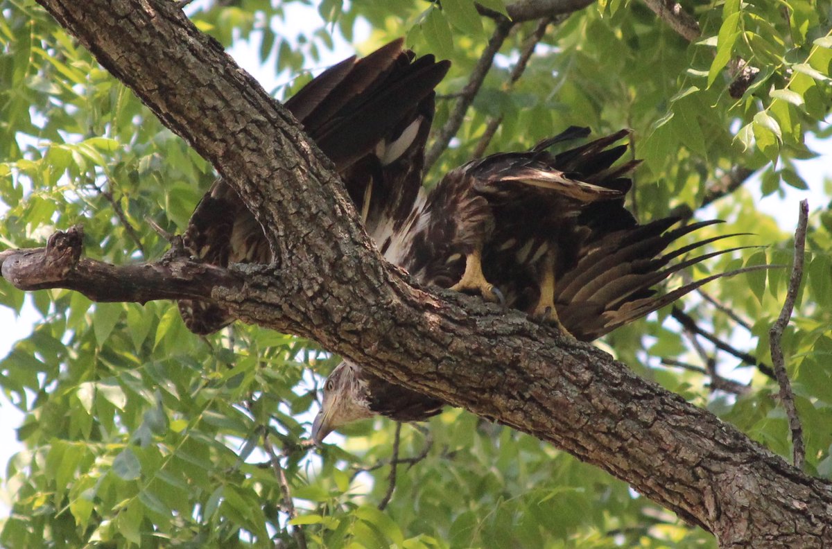Great backyard birding today in #mazomanie ⁦<a href="/WISCTV_News3/">News 3 Now / Channel 3000</a>⁩ morning crew always loves a good bird photo!