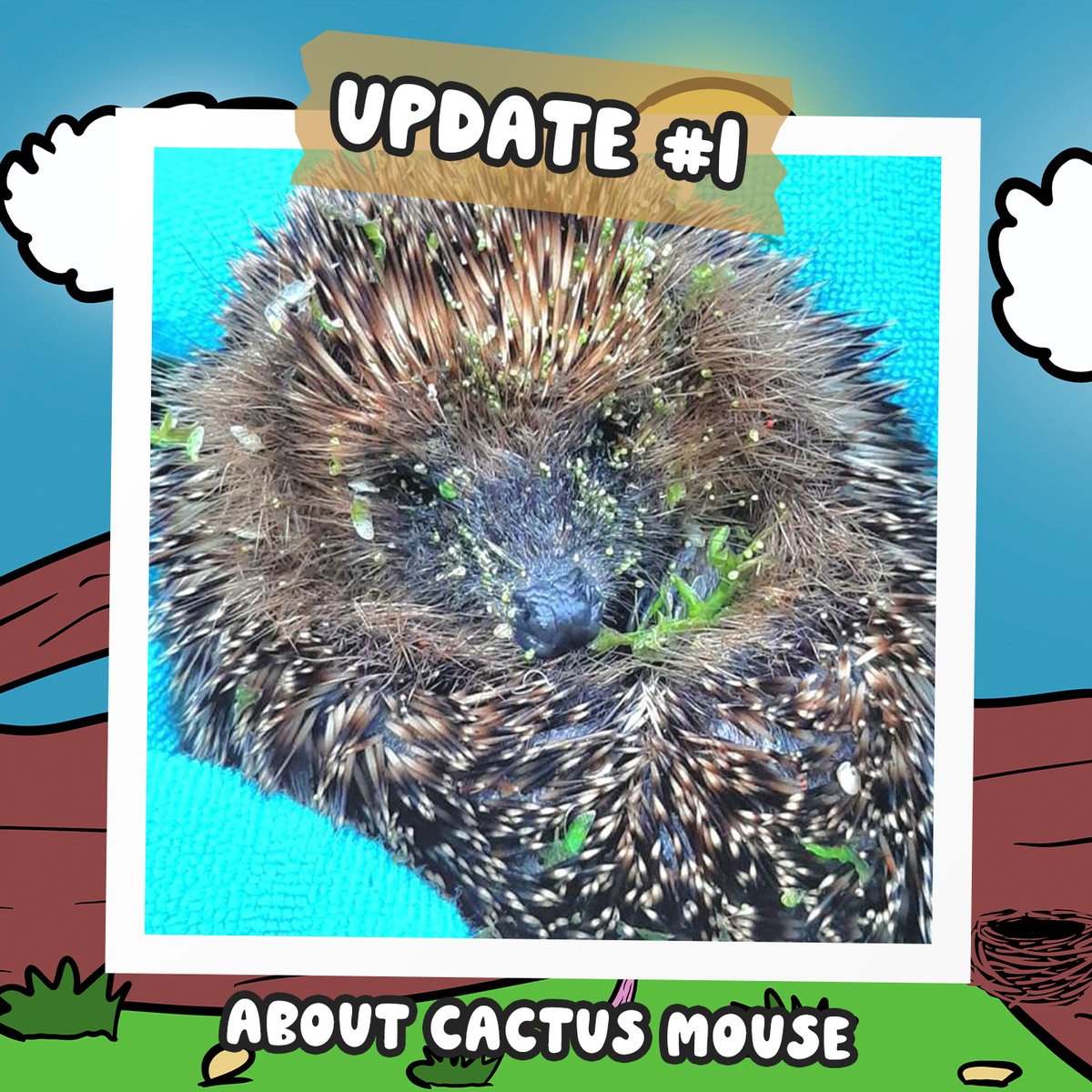 Fluffy Hedgehogs 🦔 tweet media