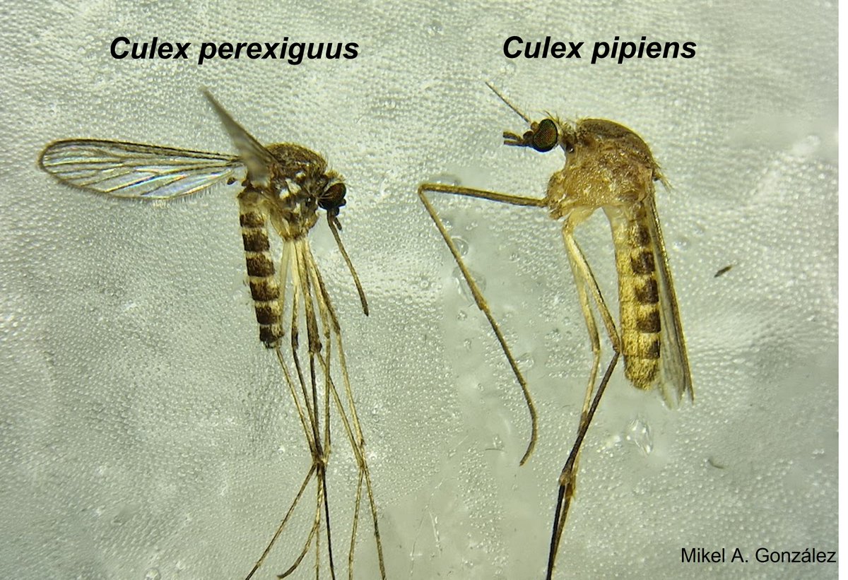 📢📝Mosquito identication remarks:

Do you know the main mosquito vector 🦟 (Culex perexiguus) of West Nile virus (WNV) in Andalusia (South Spain)? 

Would you like to know how to separate adults of Cx. perexiguus from Cx.pipiens?

Go ahead with the following post

@FiguerolaLab